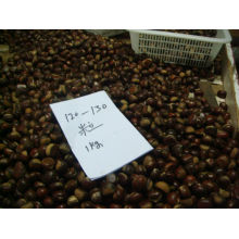 Mountain Tai chestnut